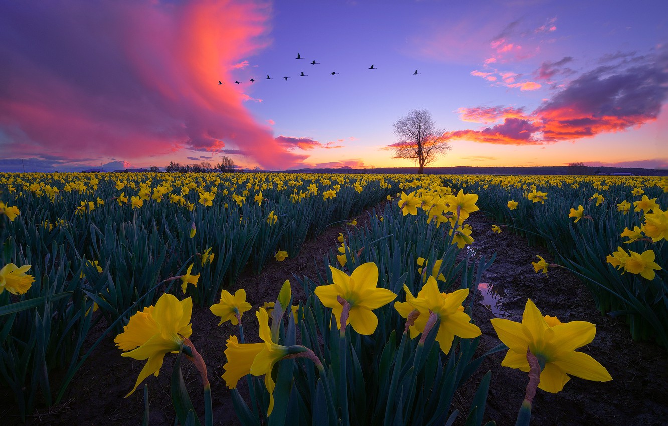 Wallpaper The Sky Clouds Sunset Flowers Birds Pack Yellow