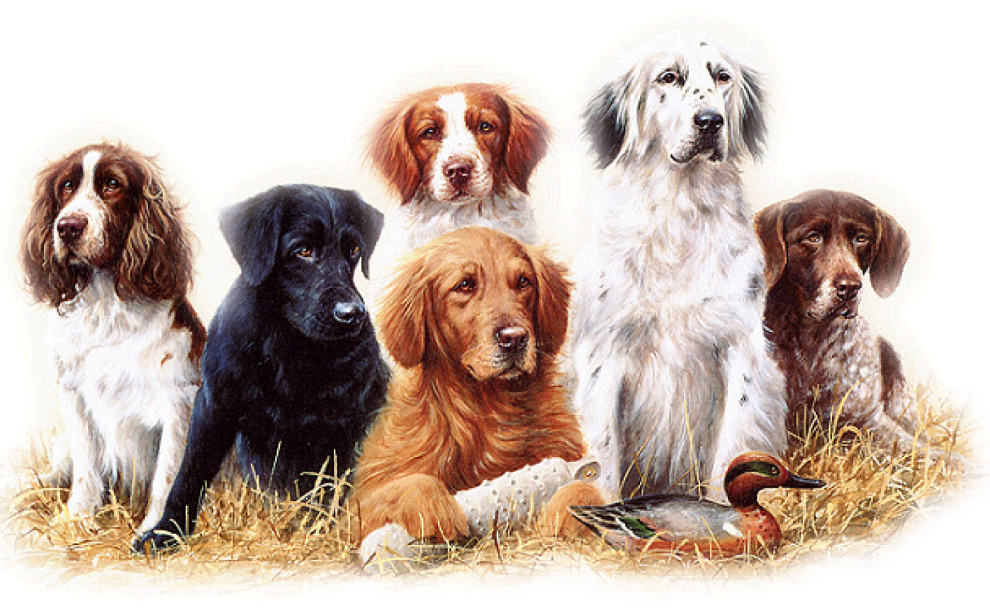 Hunting Dogs Wallpaper