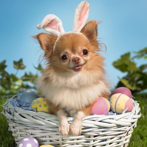 Easter Chihuahua Wallpaper For Blackberry Playbook