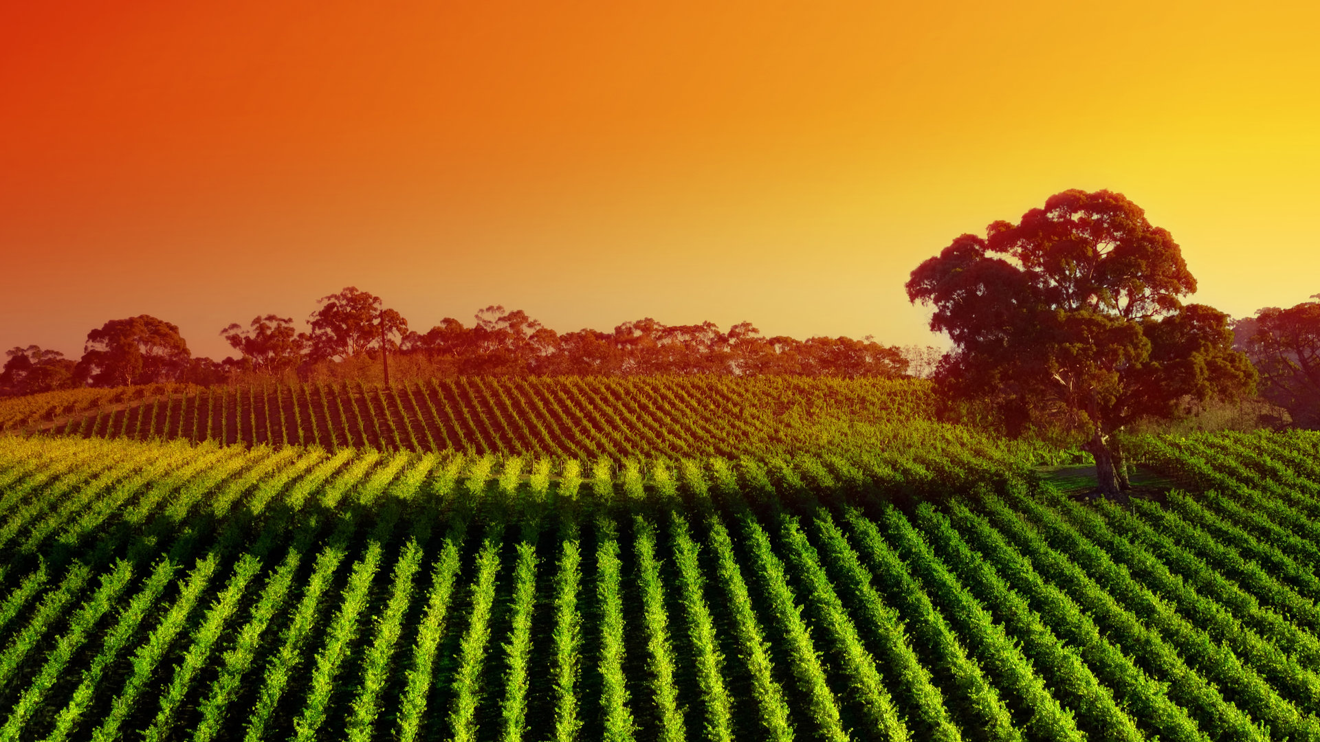 Vineyard Sunset Widescreen Wallpaper Wallpaperlepi