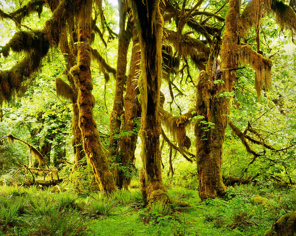 Hoh Rainforest Wikipedia The Encyclopedia