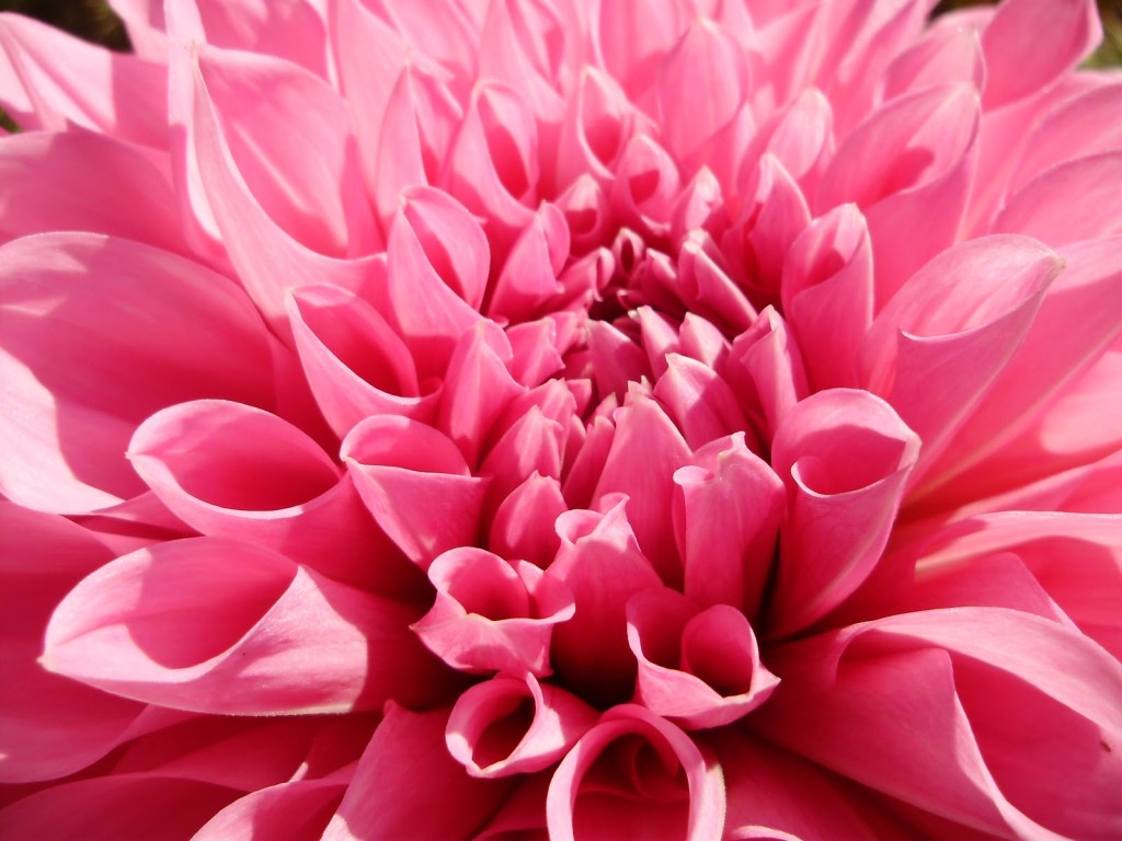 Pink Dahlia Spring Flower Wallpaper