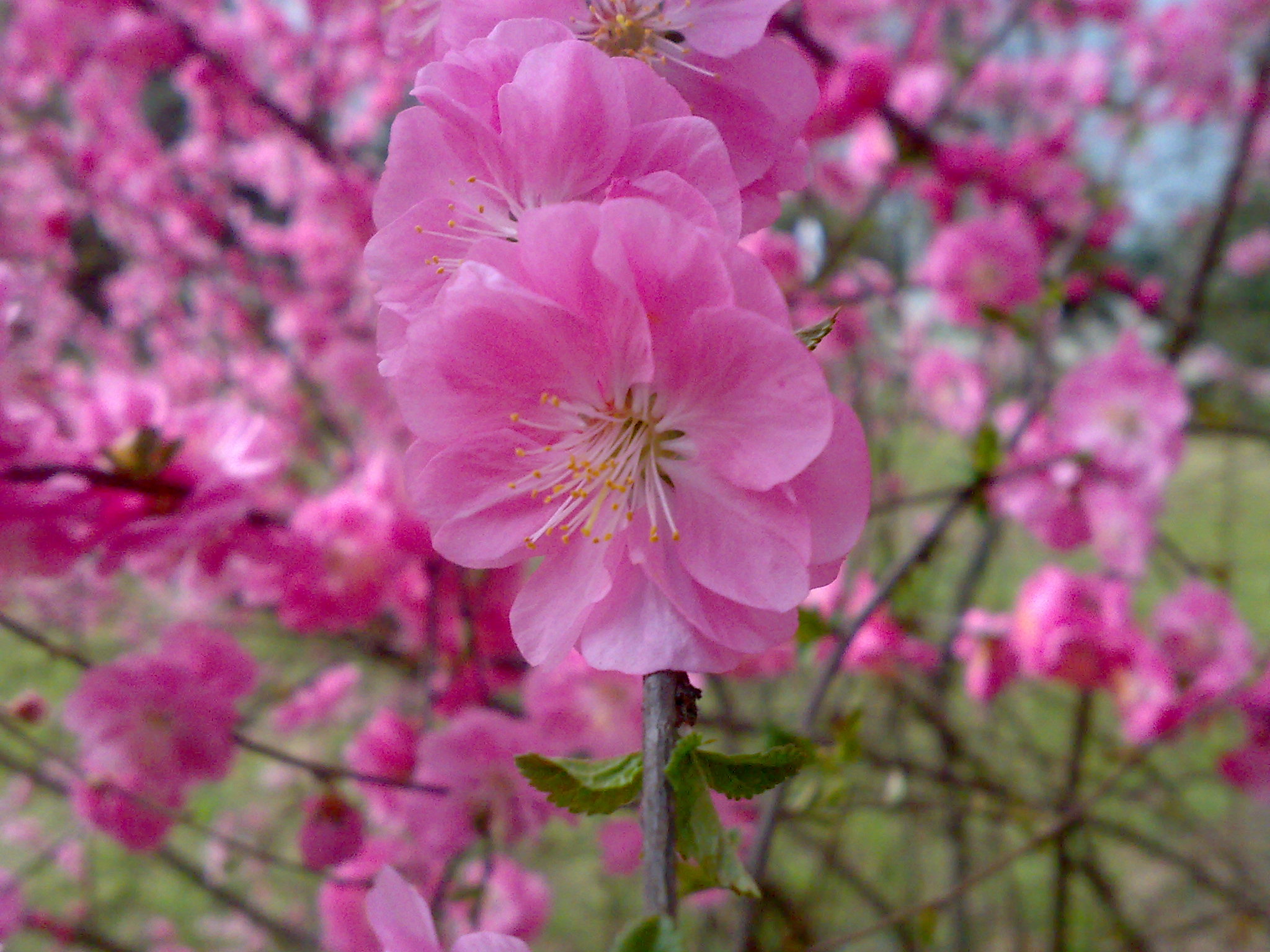 Pin Peach Blossoms Wallpaper Flower Wallpapers 10868