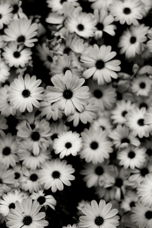 Black And White Flowers iPhone Wallpaper 4s