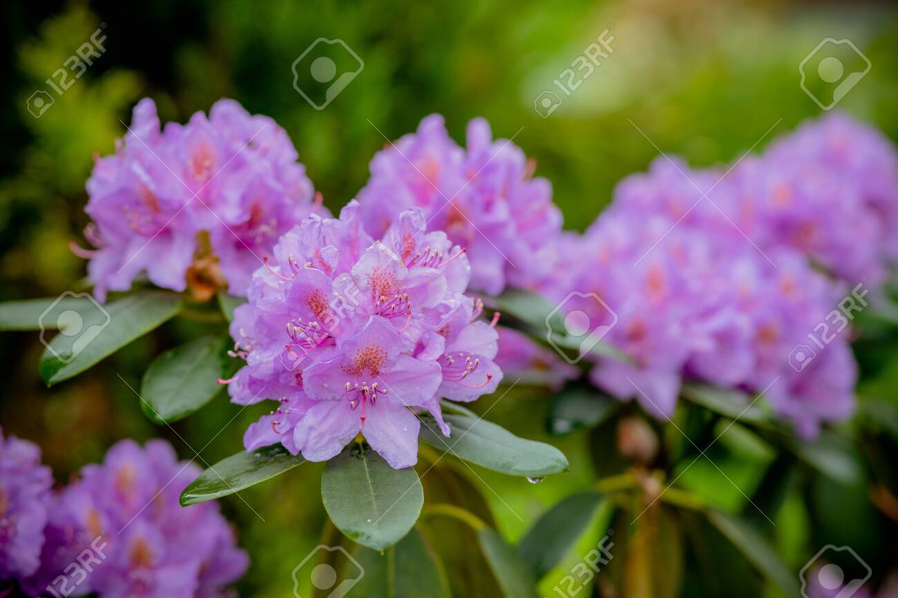 Pink Azalea Background Rhododendrons