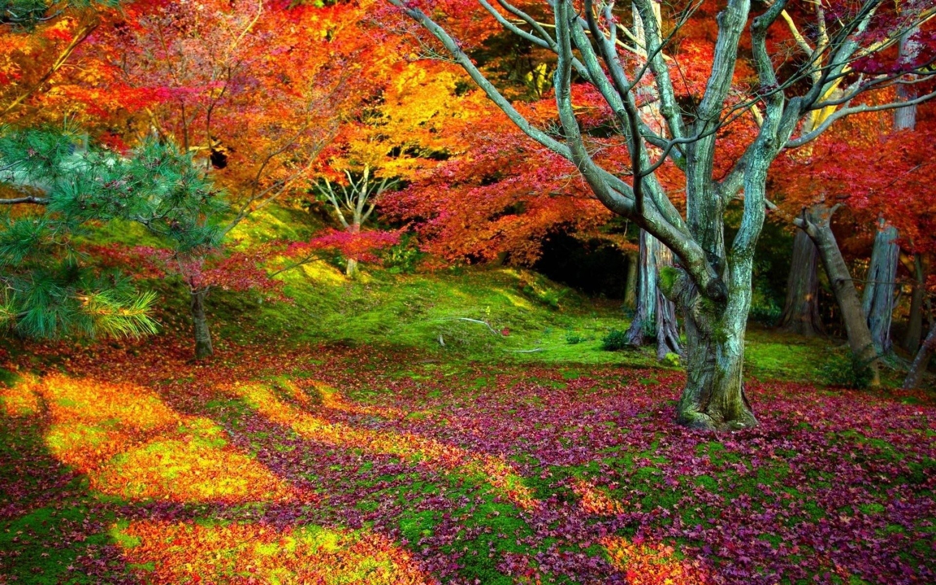 All The Colors Of Autumn In Woods Wallpaper And