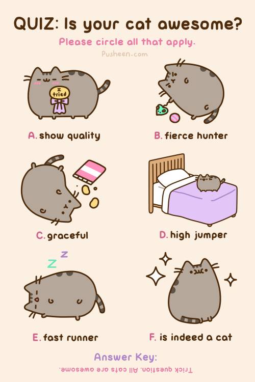 Pusheen cat what is your cat like comment