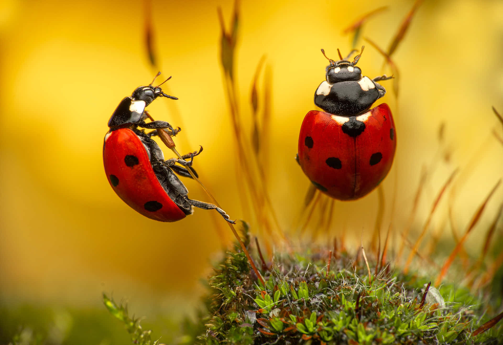 Insects I41akt4timpr9170 Wallpaper