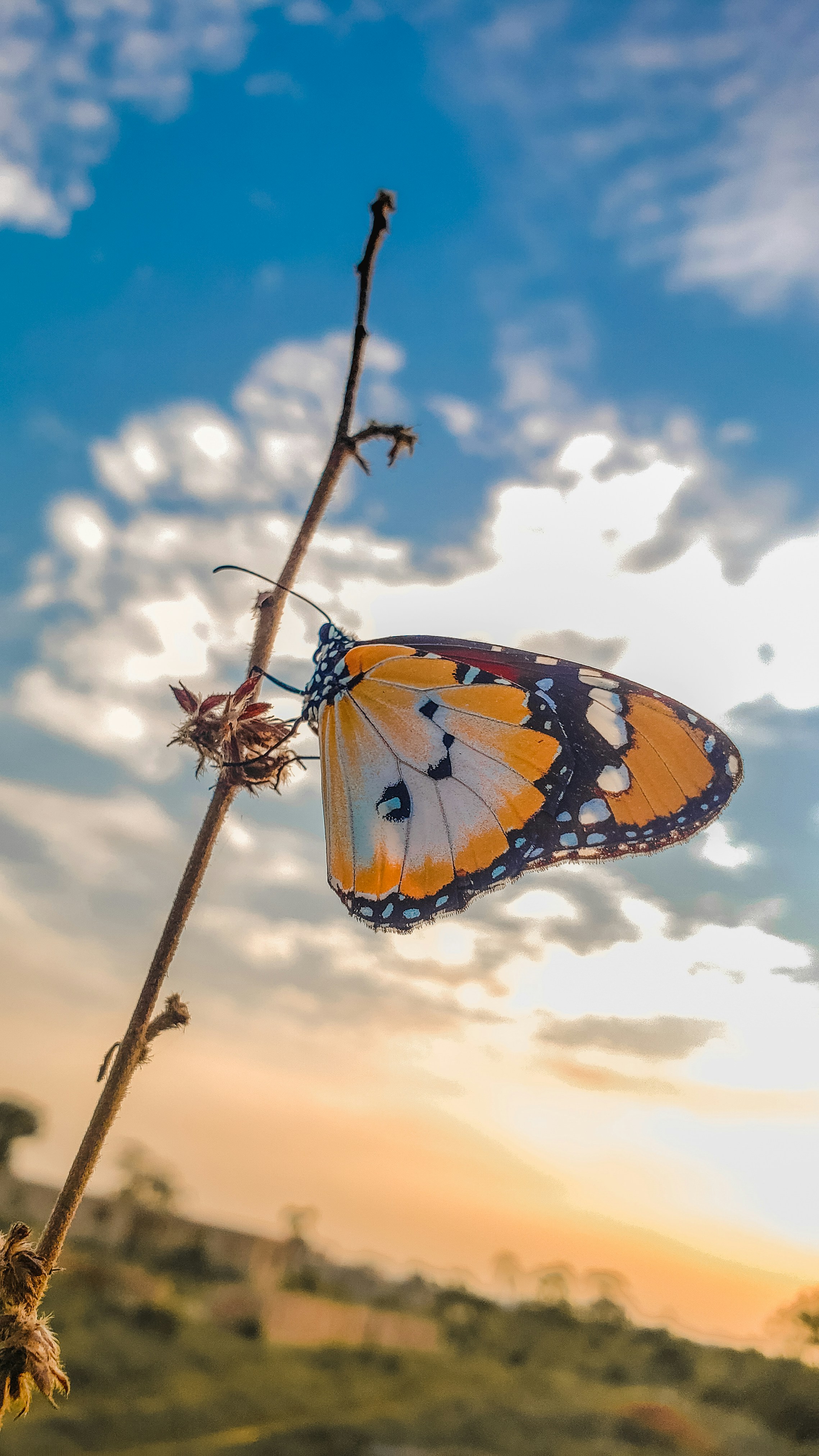 Colorful Butterfly Wallpaper Pack For iPhone And iPad