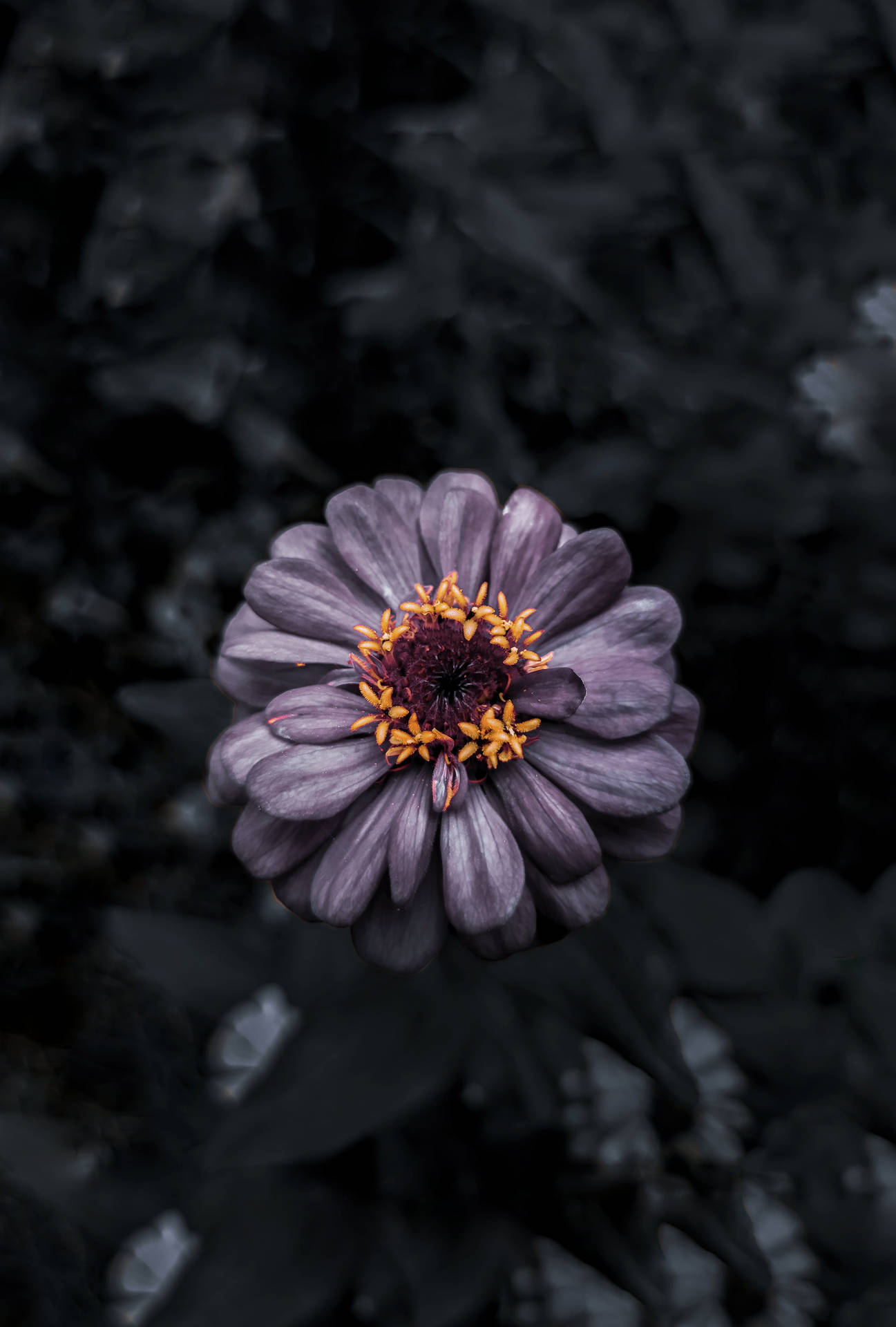 Dark Purple Bunga I8lqi6x498HDkj9x Wallpaper
