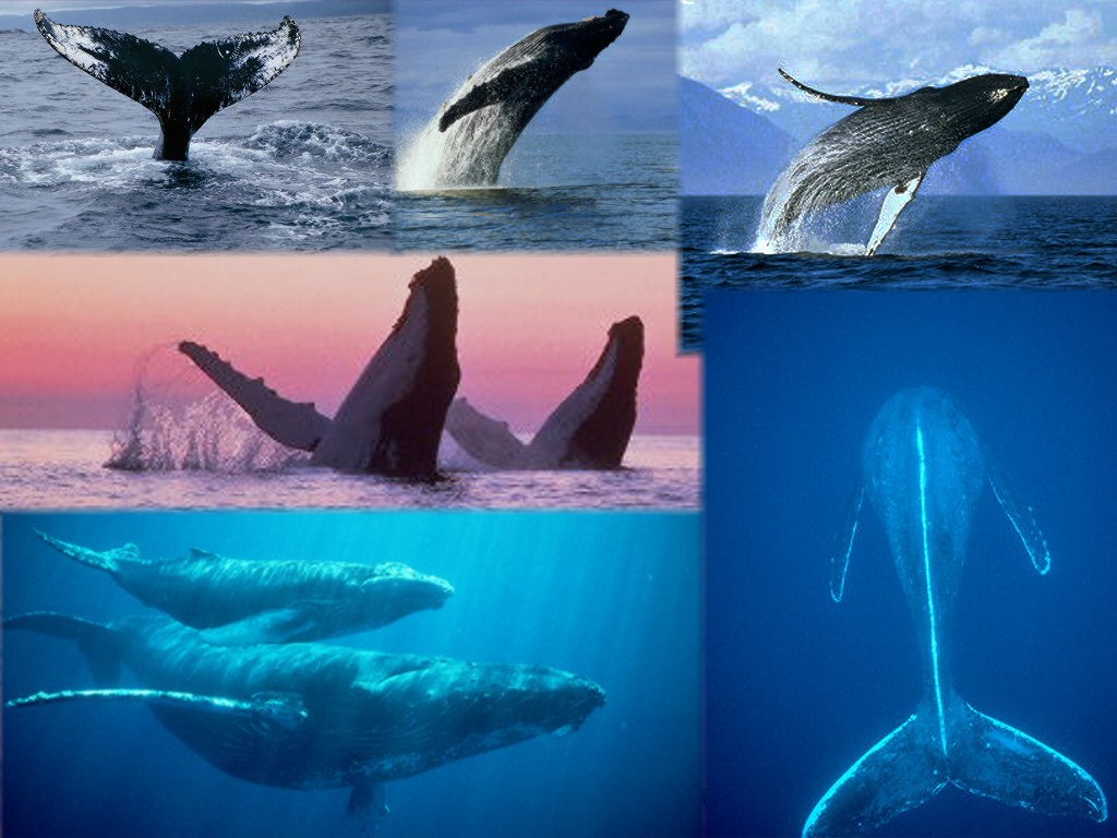 Wallpaper For Windows Xp Desktop A Show By Humpback Whales