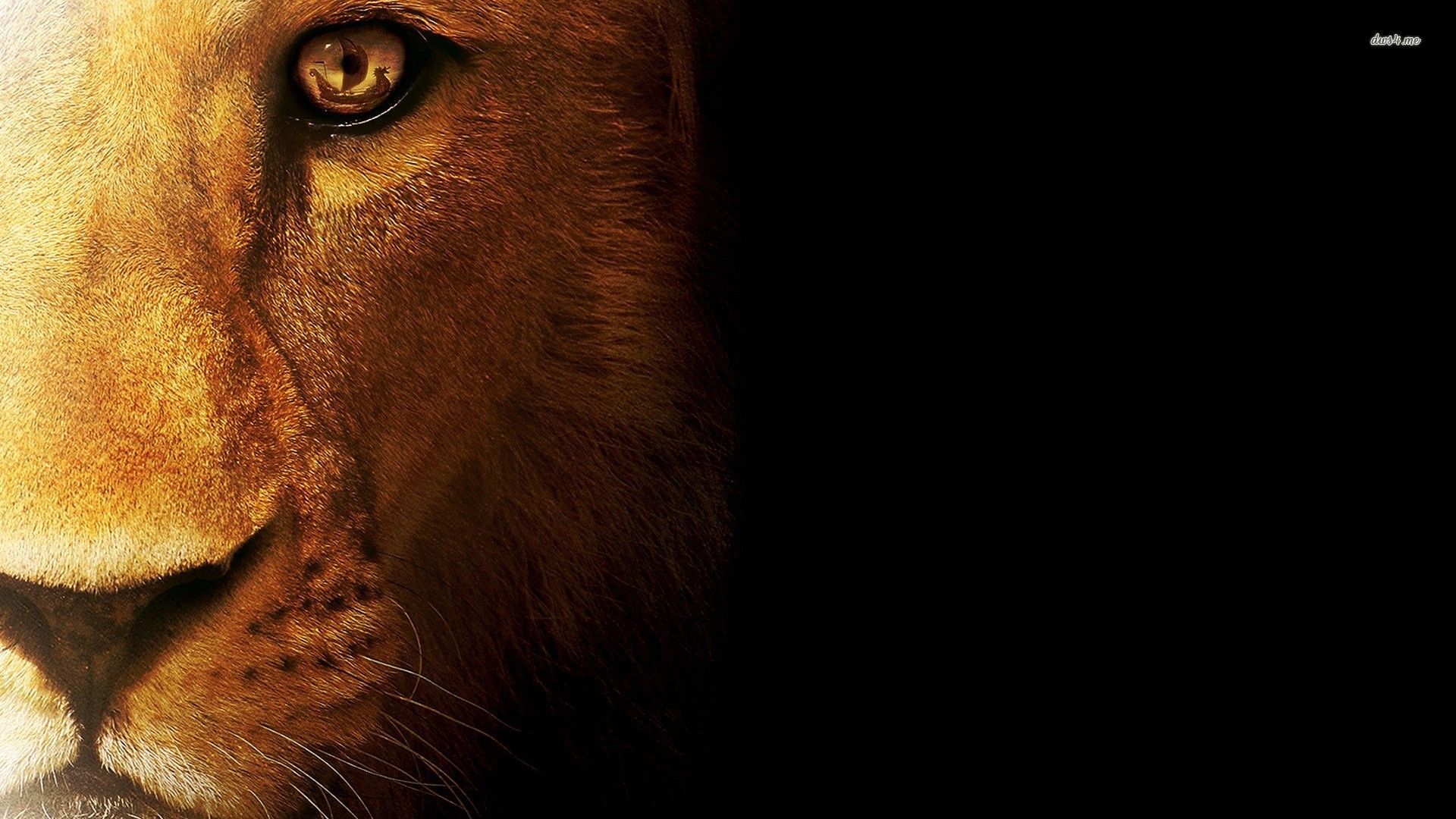 Lion Bravery Quotes Wallpaper