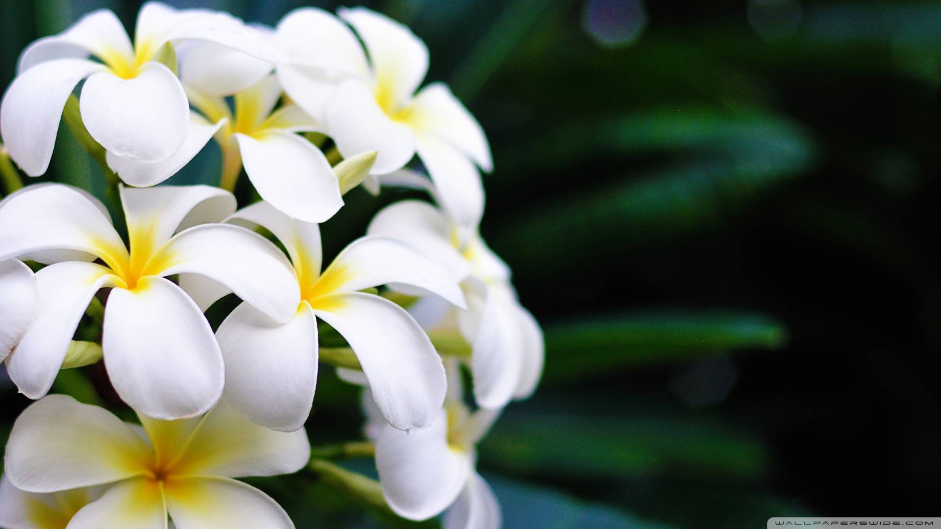 Hawaii Flowers Picture