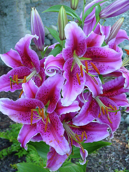 Stargazer Lily Purple