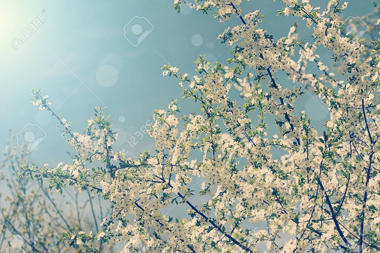 Springtime Background With Blossoming Plum Retro Style Toned
