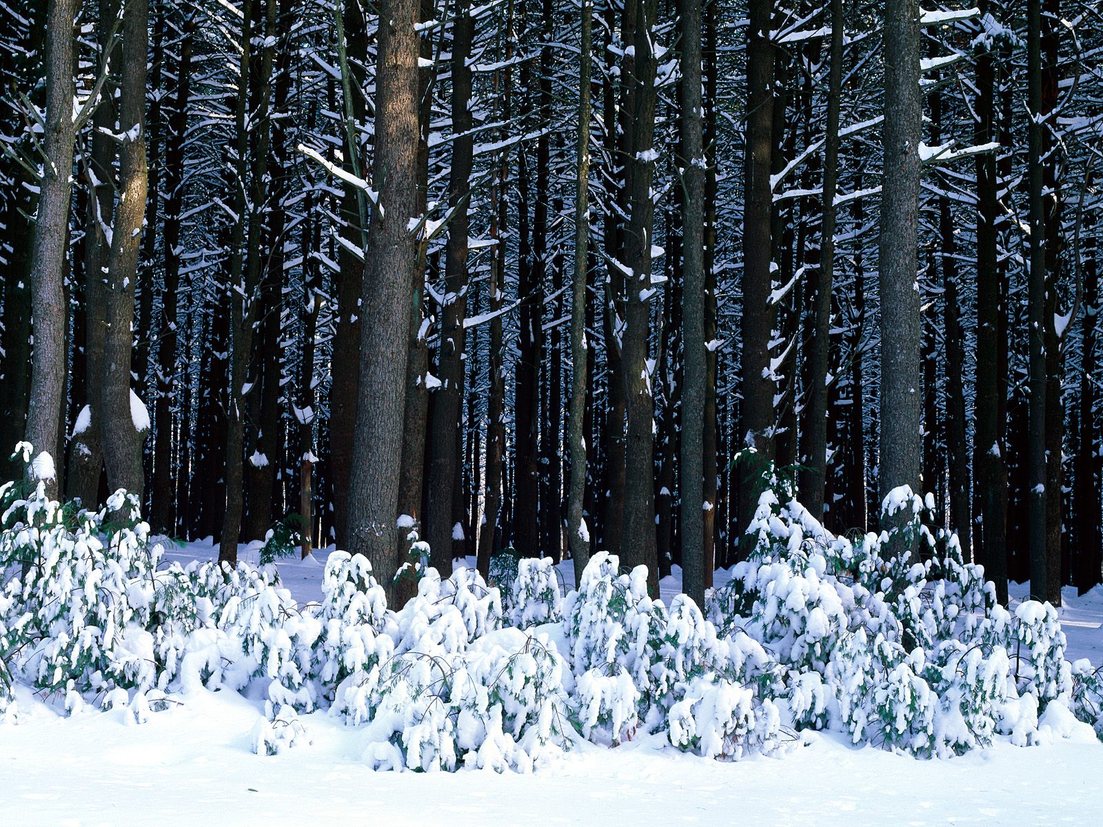 Winter Forest Desktop Pc And Mac Wallpaper