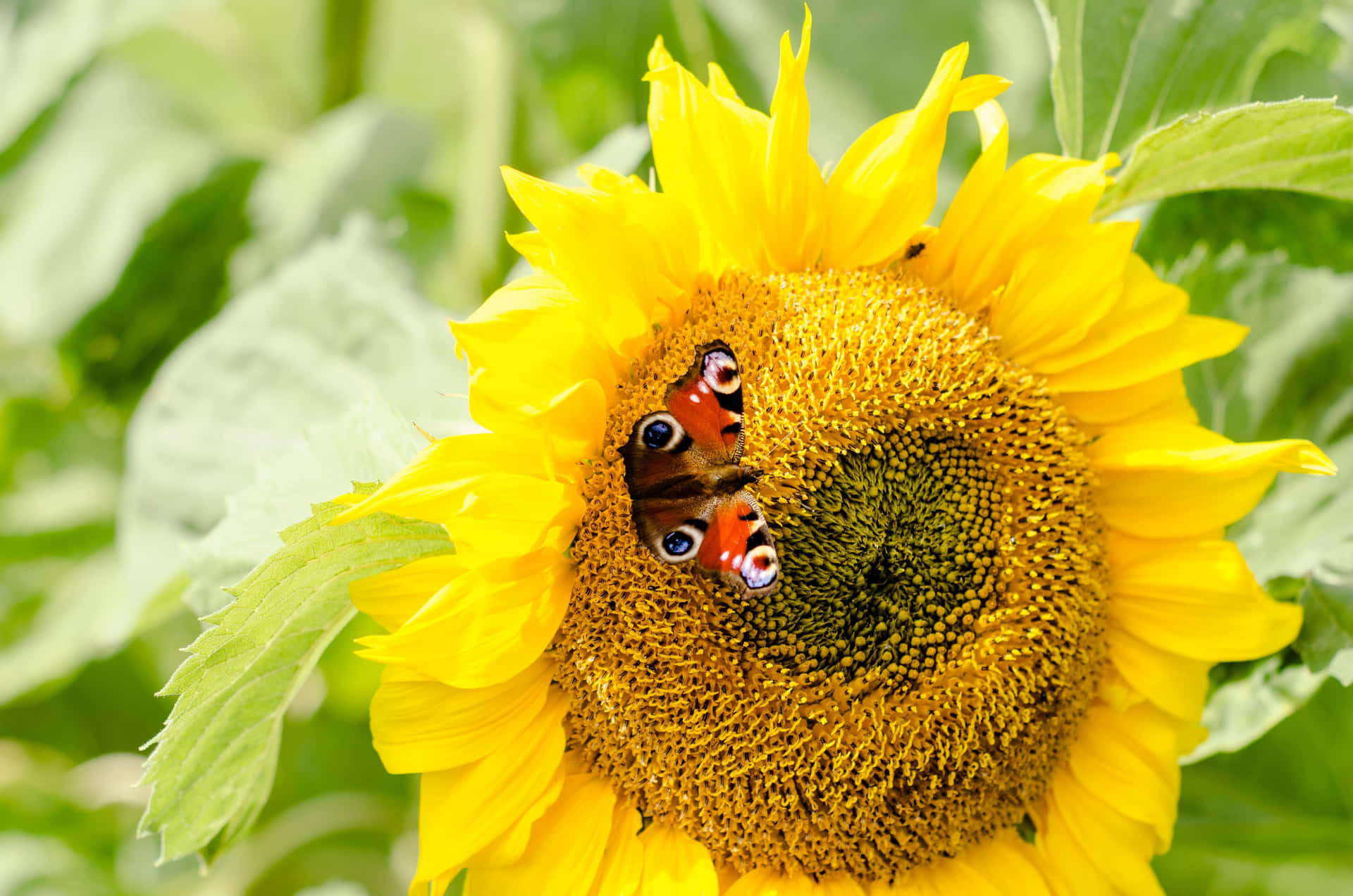 Sunflower And Butterfly Wallpaper