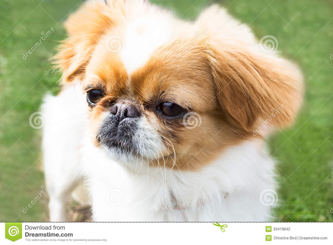 Cute Puppies Shih Tzu Dogs Wallpaper Desktop