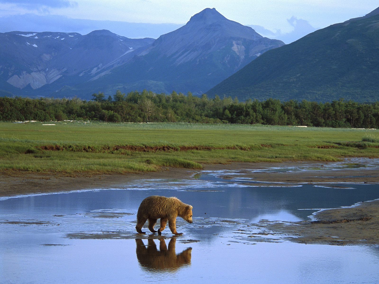 Grizzly Bear Crossing River Katmai National Park Alaska Picture Nr