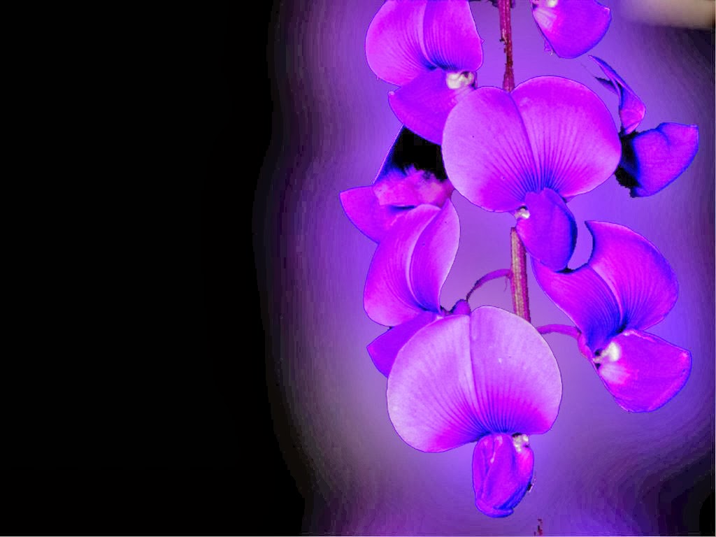 Blue Orchid Flower Wallpaper Beautiful Desktop