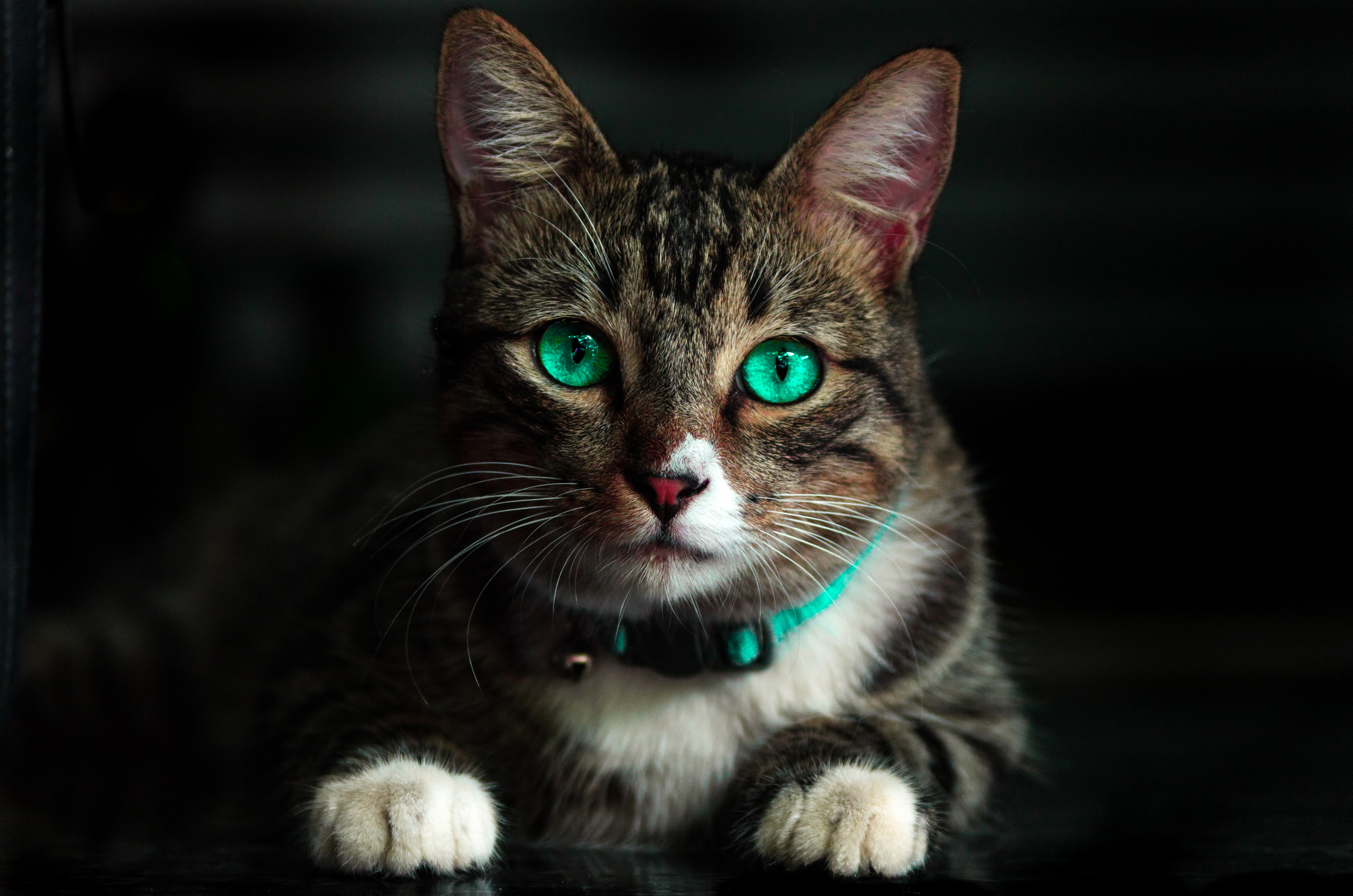 Close-up of a tabby cat with striking green eyes and a teal collar, lying down against a dark background