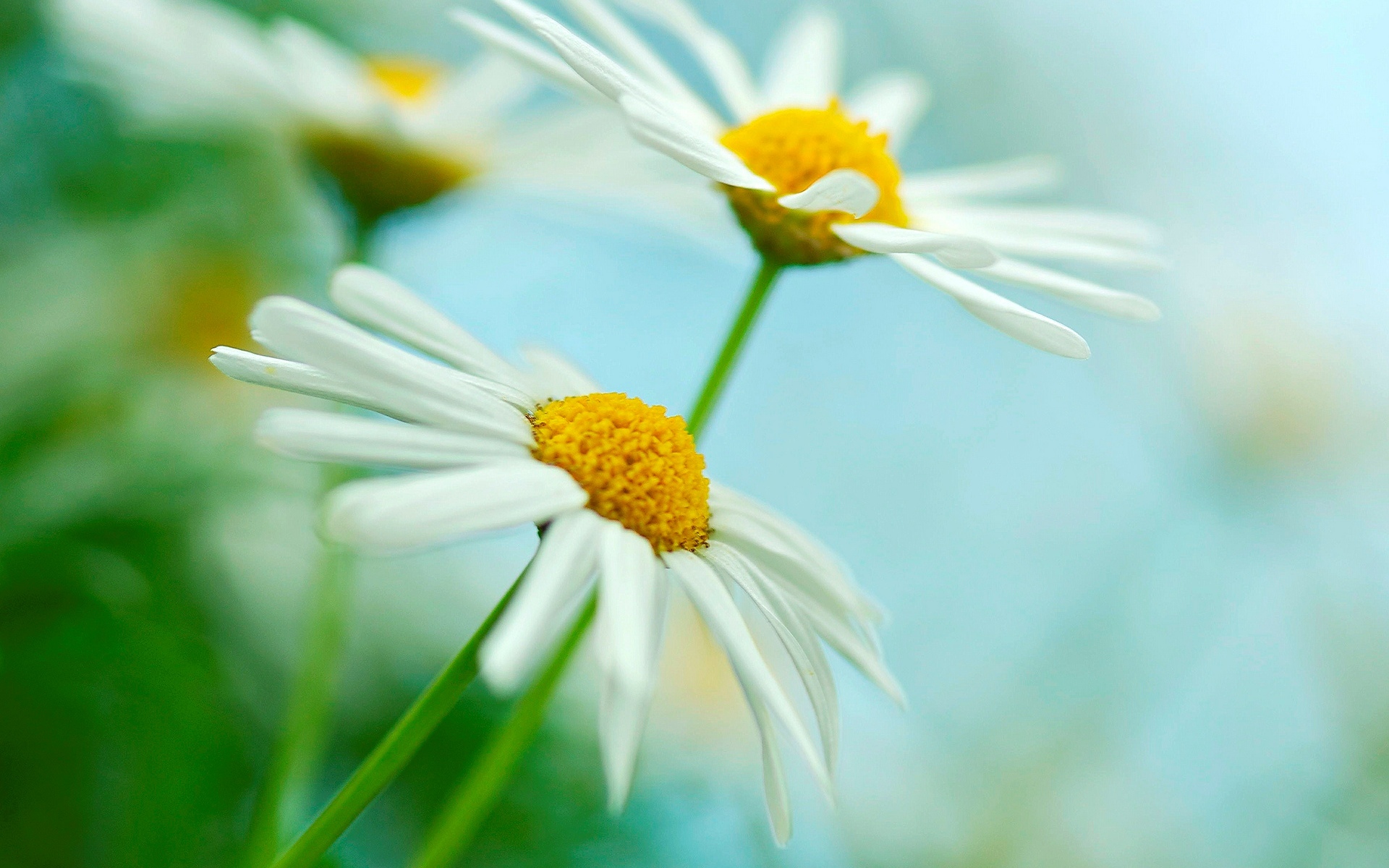 White Yellow Daisy Flowers HD Wallpaper