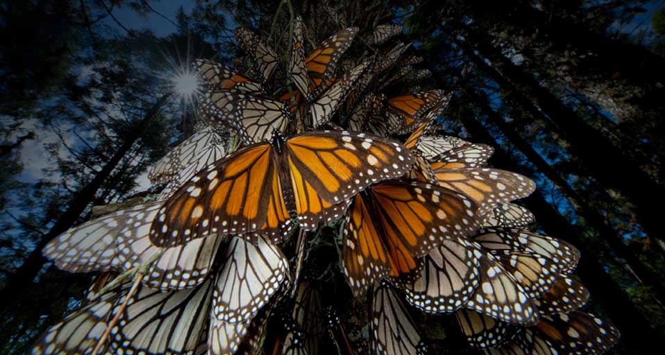 Monarch Butterflies Roosting At A