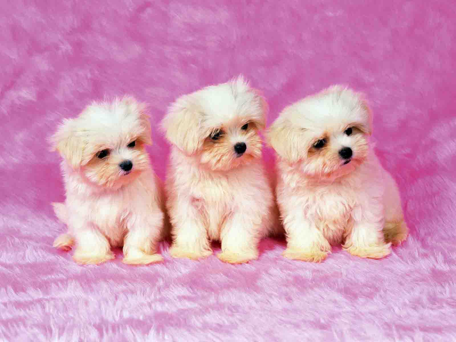 Three Adorable White Maltese Puppies on a Pink Background