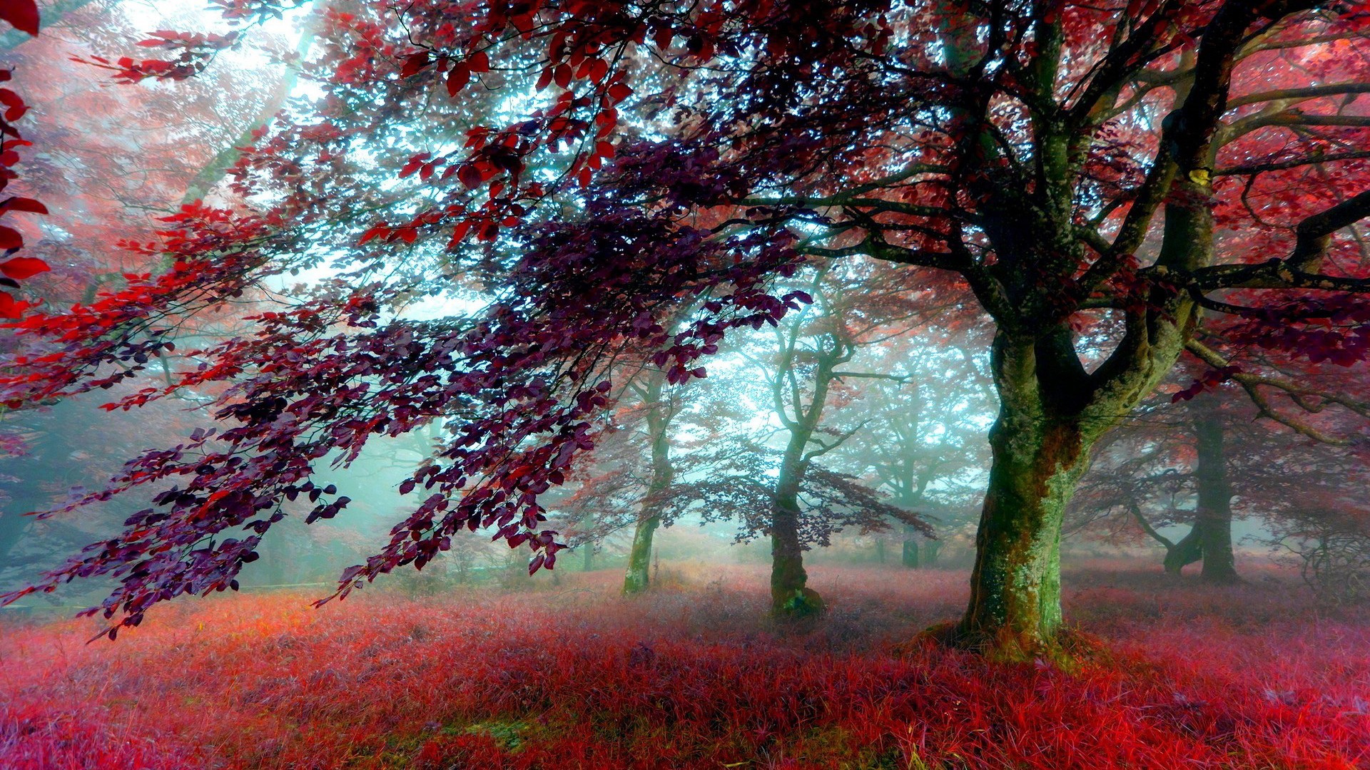 A misty forest scene with vibrant red foliage and a prominent tree in the foreground