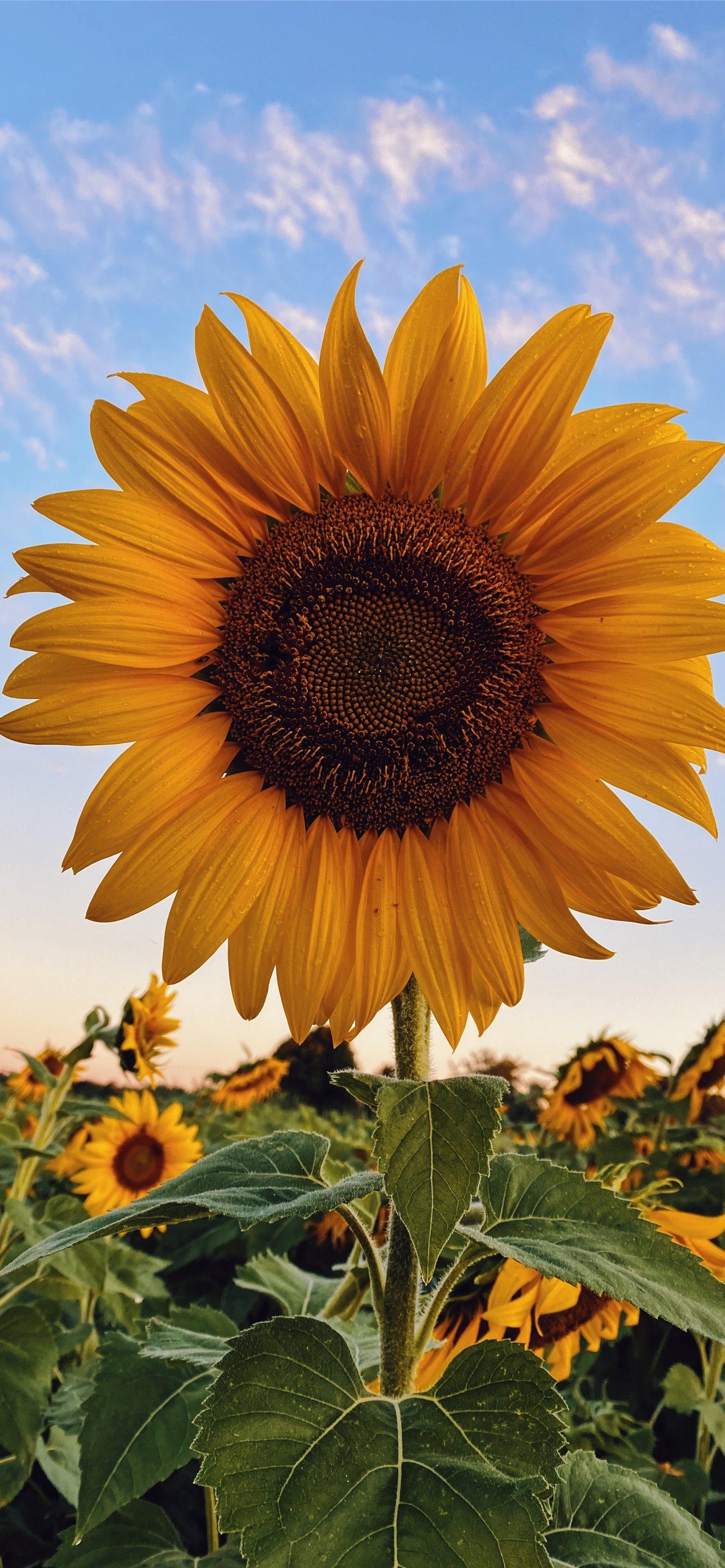 Best Sunflower Iphone Hd Wallpaper