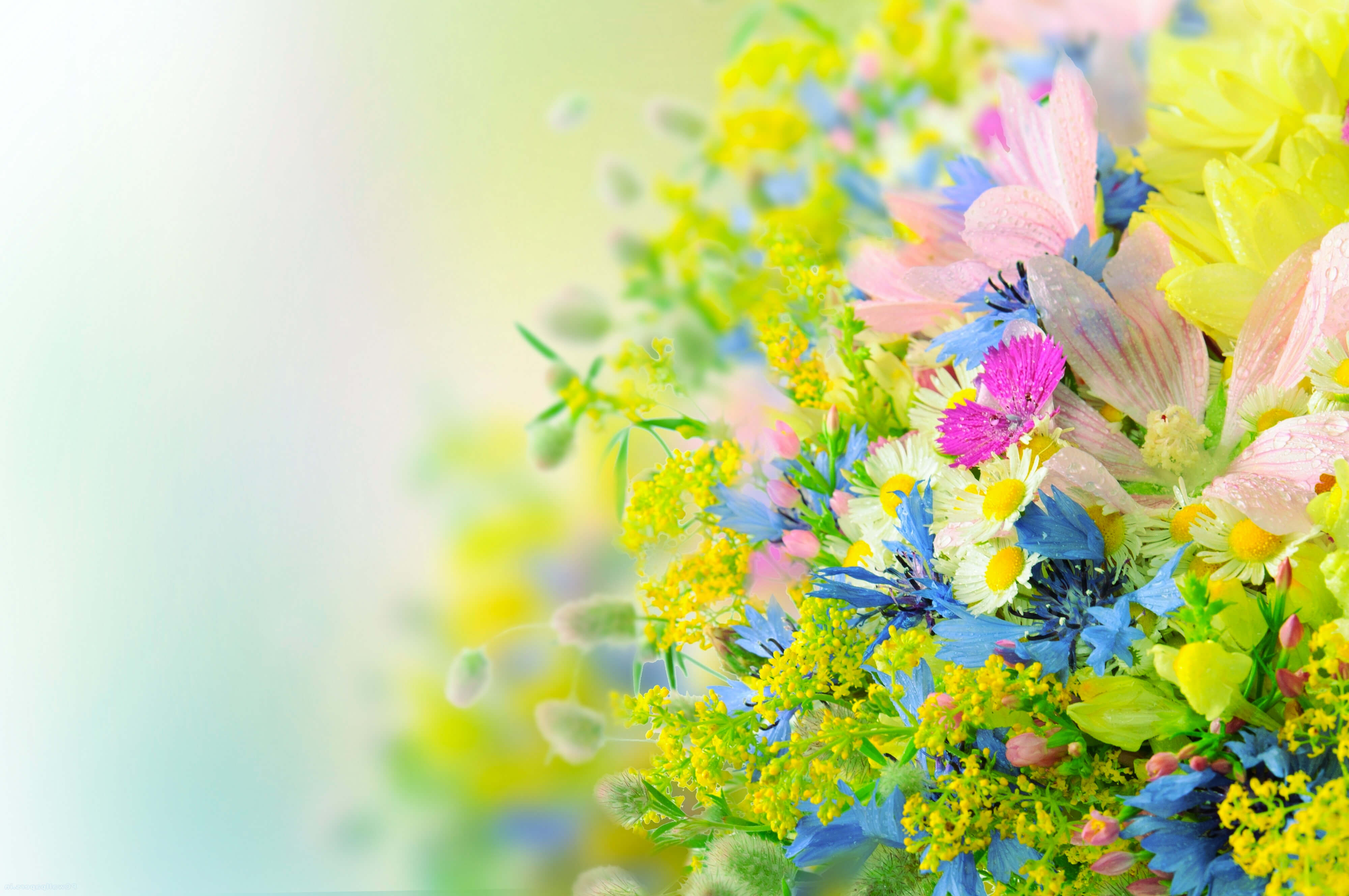 Colorful Flower Desktop Wallpaper On