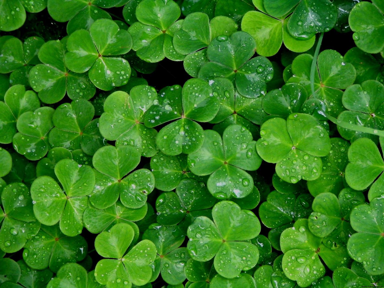 Saint Patrick S Day Shamrock Wallpaper