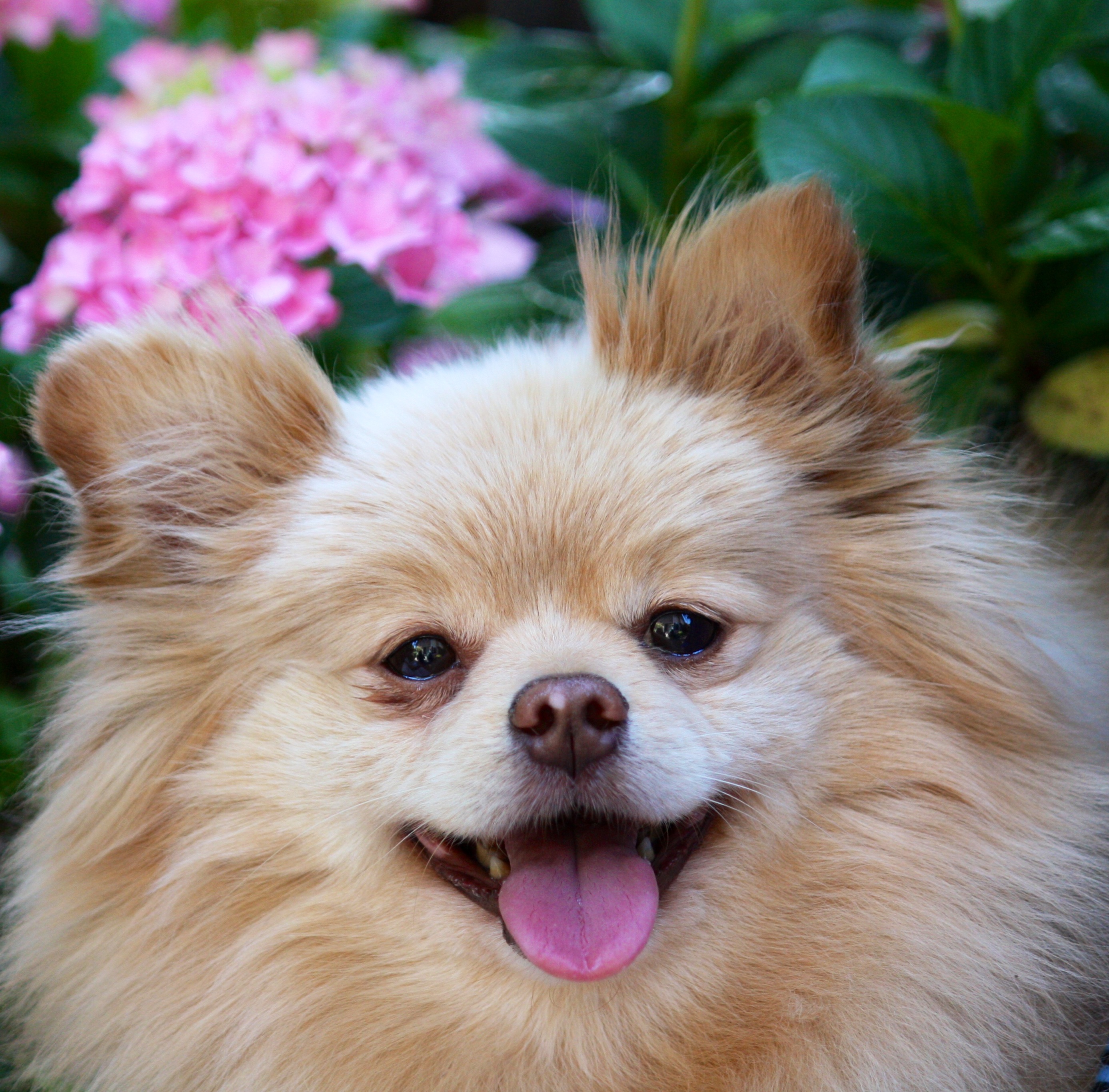 Pomeranian Dog And A Flower Photo Wallpaper Beautiful