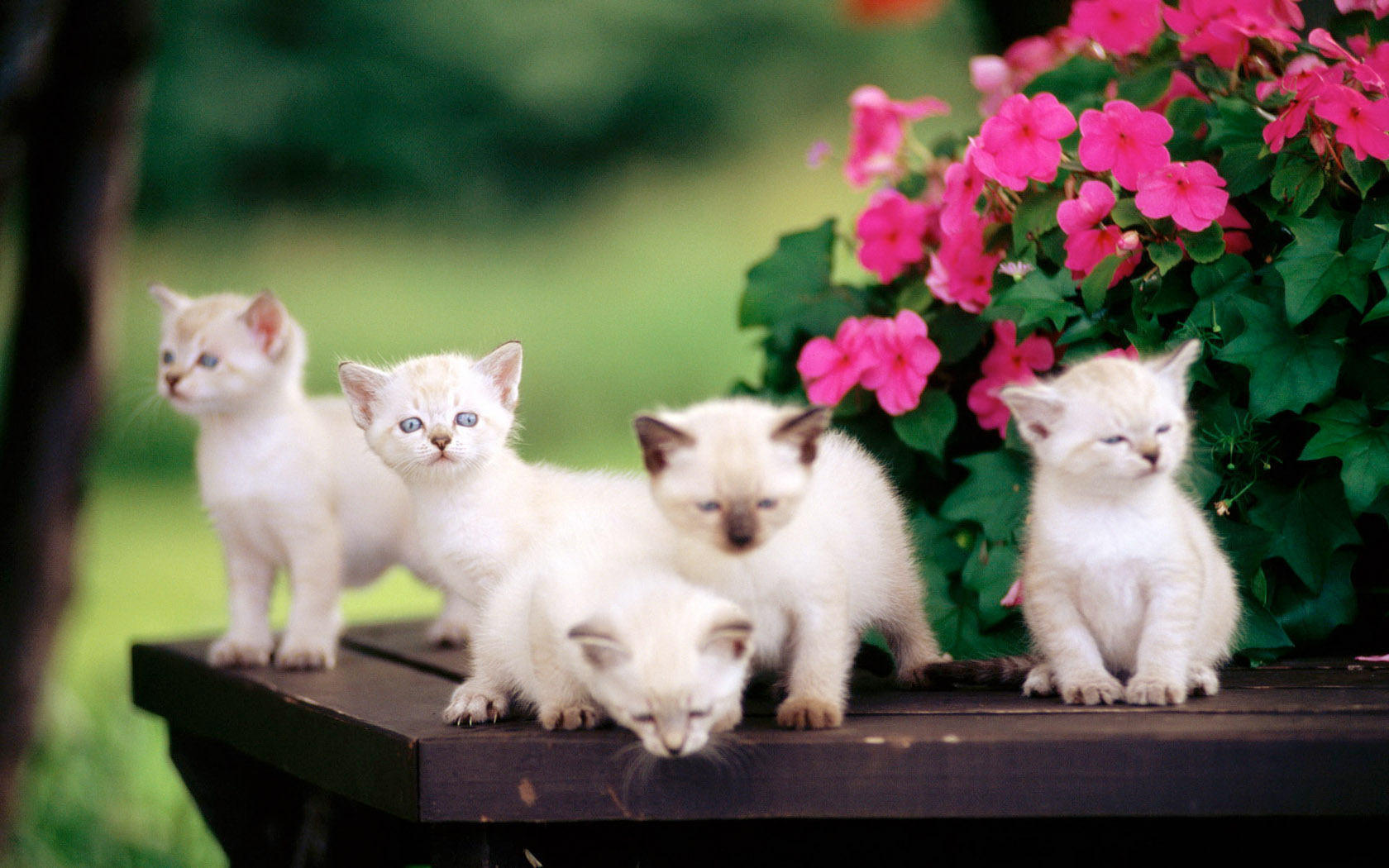 Cute Cats Wallpaper For Desktop HD