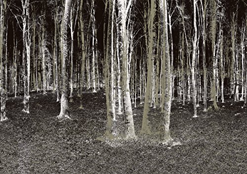  Forest Birch Trees Removable Full Wall Mural 12 x 85 BlackWhite 500x354