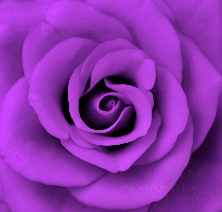 Image Photos Purple Roses Jpg