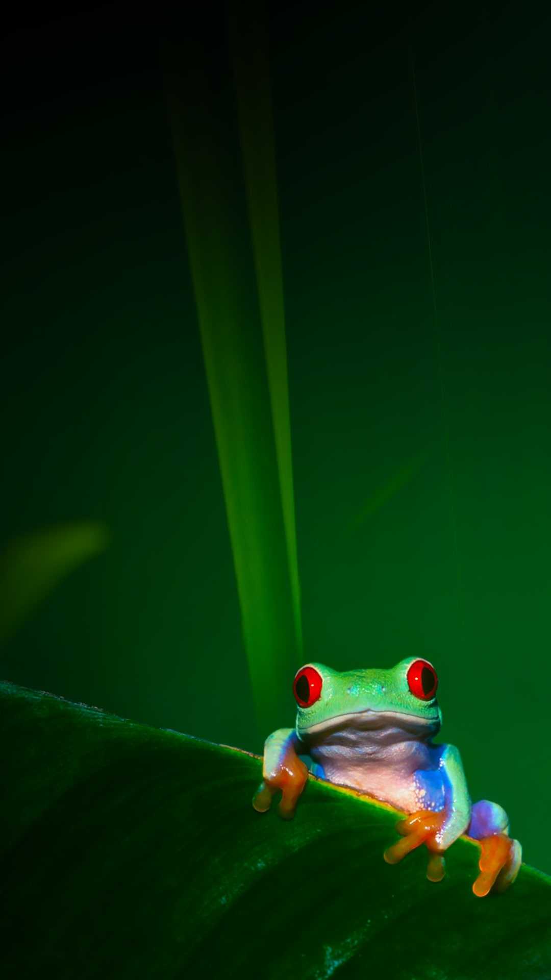 Frog Wallpaper