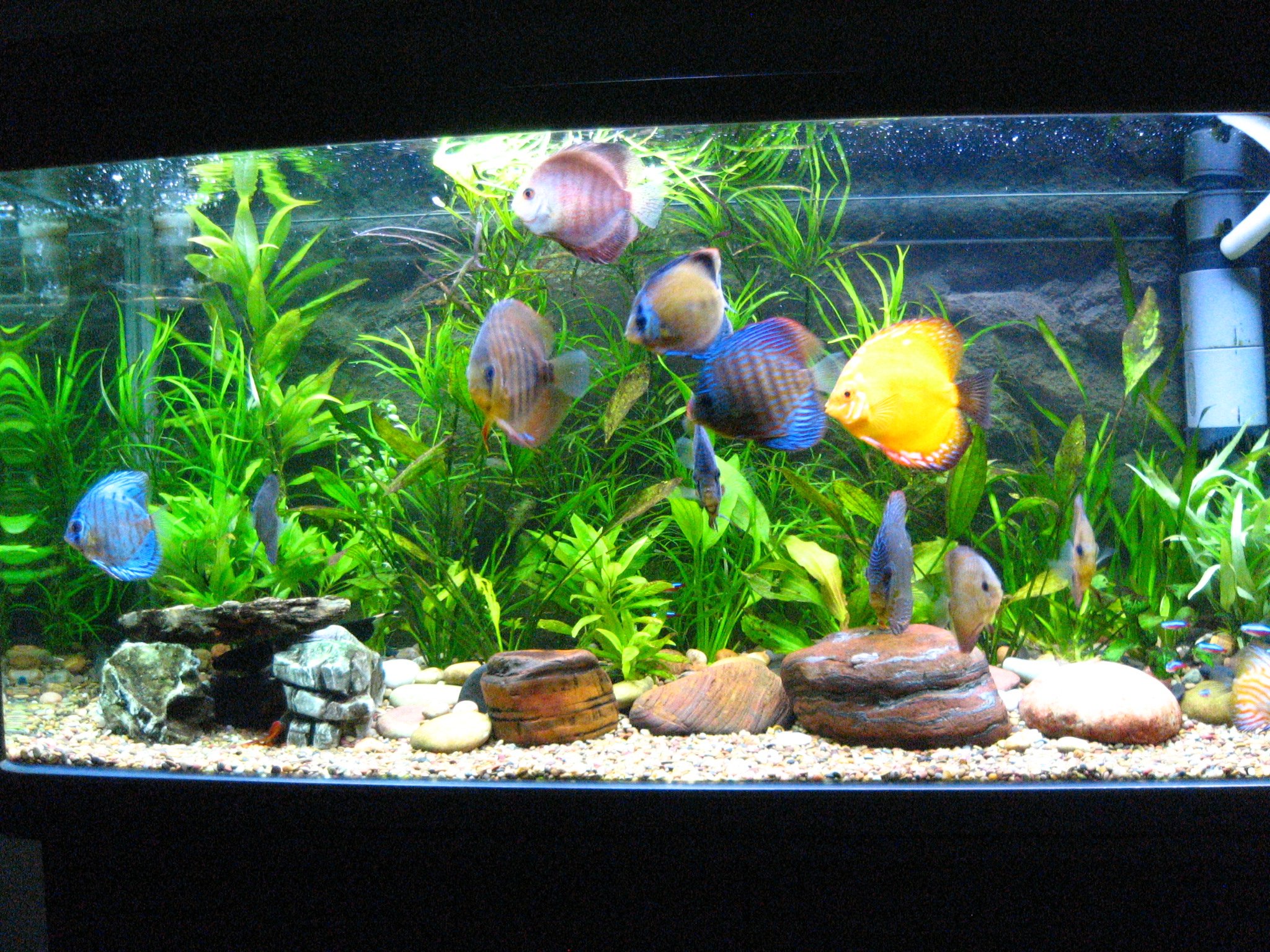 Fish Tank Wallpaper For Desktop Discus Size
