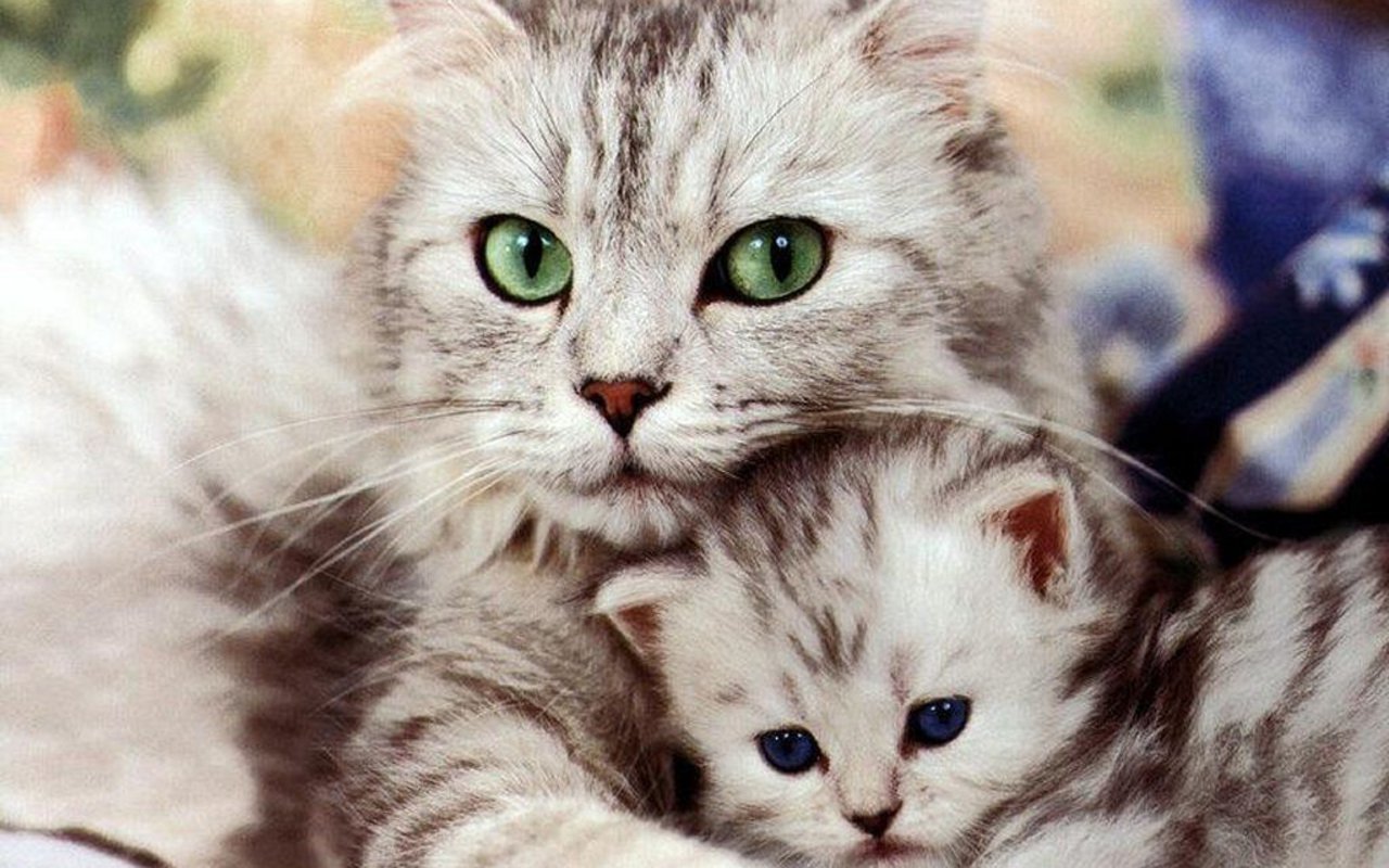 Beautiful Cat And Kitten Cats Wallpaper