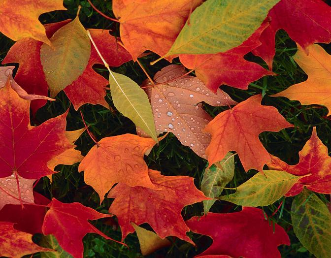 Autumn Background Wallpaper Fall Desktop Pics