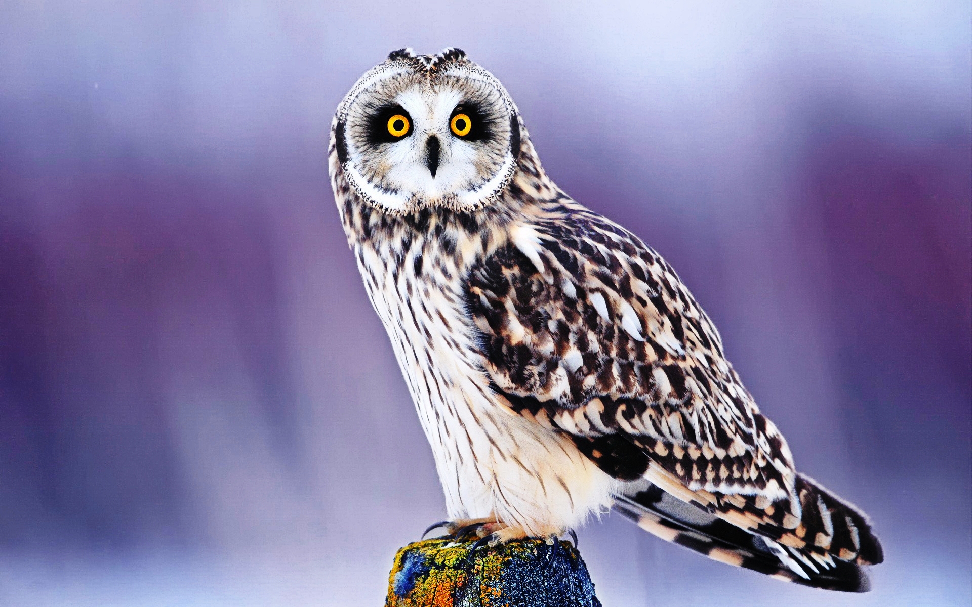 Cute Owl Wallpaper Px High
