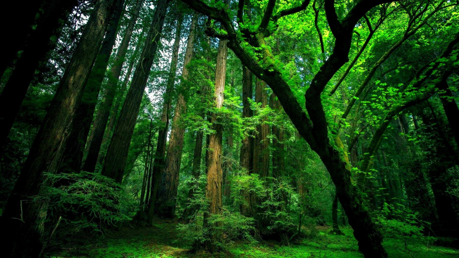 Natural Green Forest Wallpaper Full HD Points