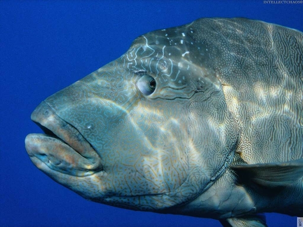 Ocean Fish Barracuda Underwater Wallpaper