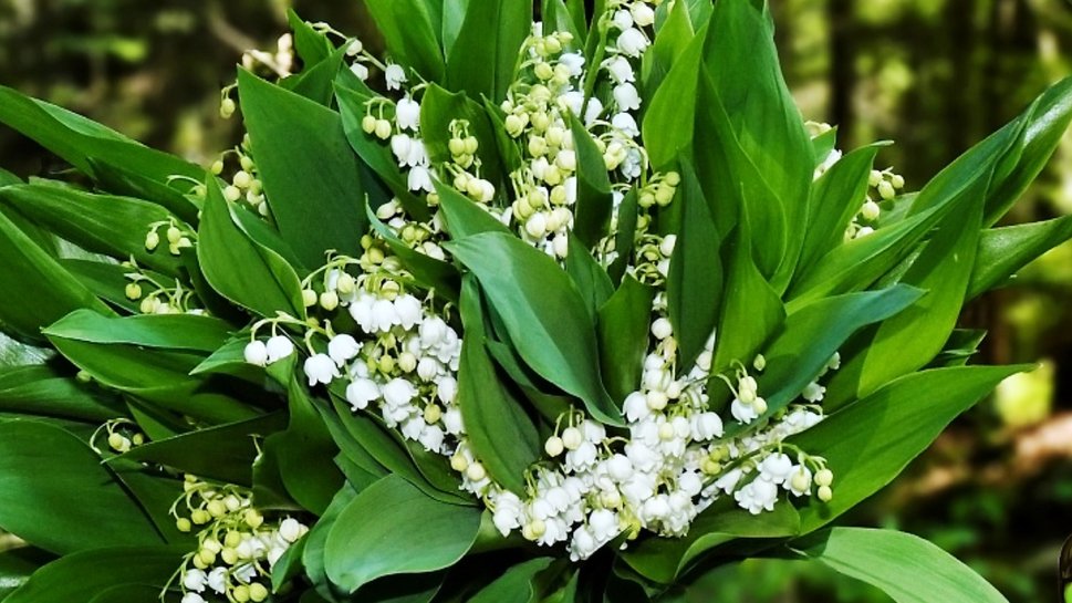 Free download Lily Of The Valley Wallpaper Lily of the valley wallpaper ...