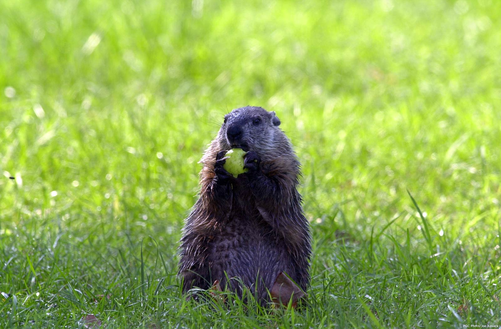 Groundhog Pictures Group With Items
