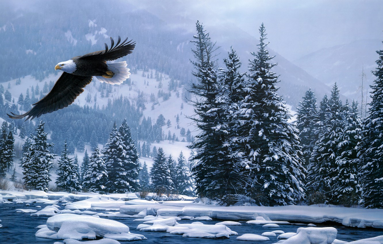 Wallpaper Winter Forest Snow Flight Bald Eagle Daniel Smith