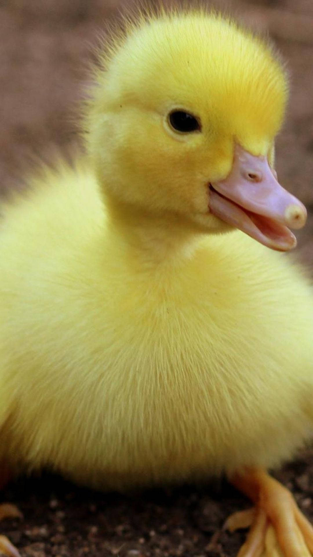 Top Baby Duck Wallpaper Full HD 4k To Use