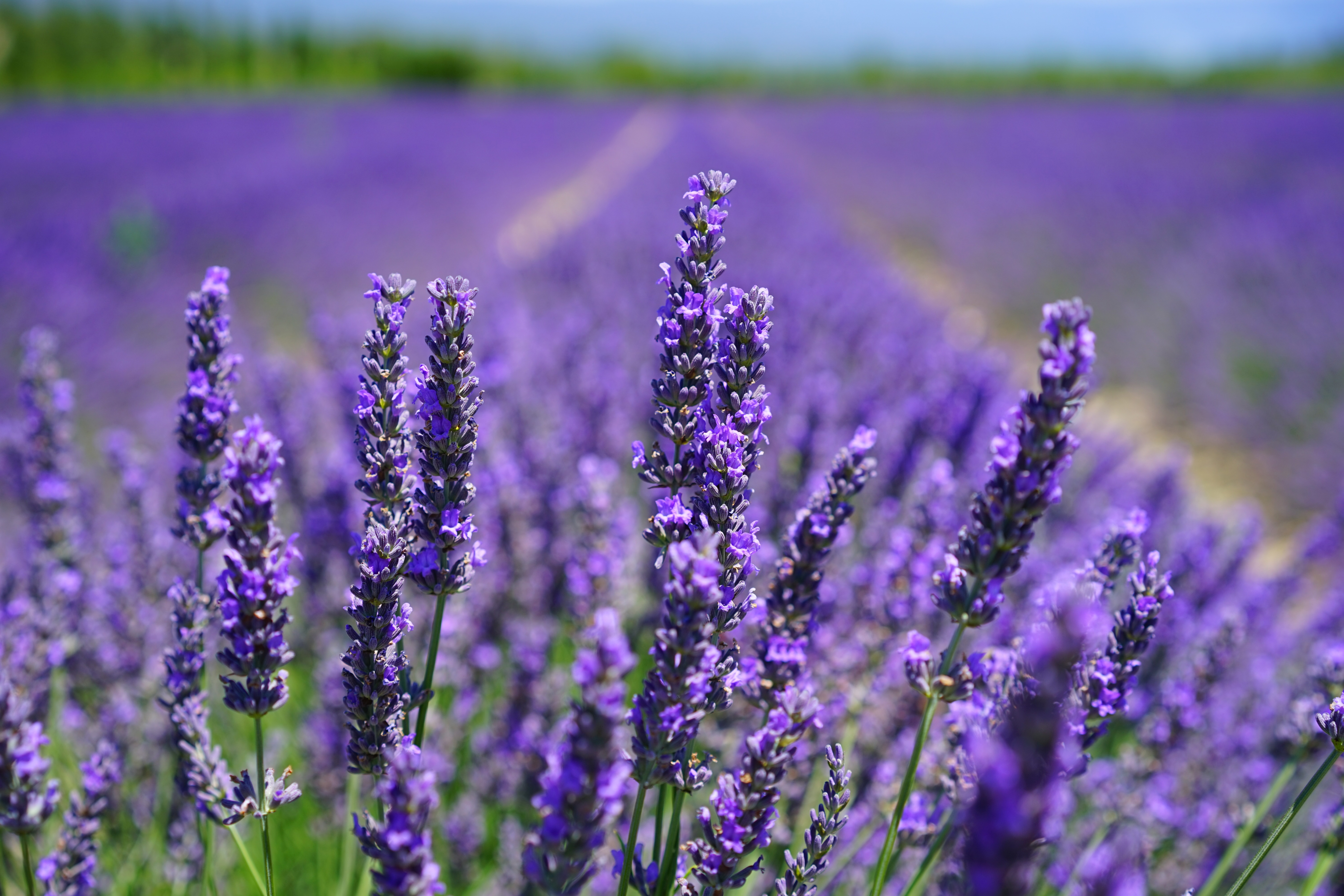 Depth Of Field Purple Flower Nature Lavender 4k Ultra HD Wallpaper