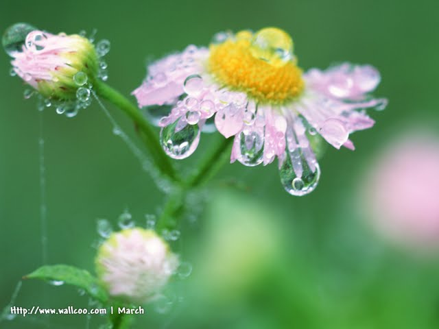 Pink Daisy Flowers with Water Drops Wallpaper Wallpaper 640x480