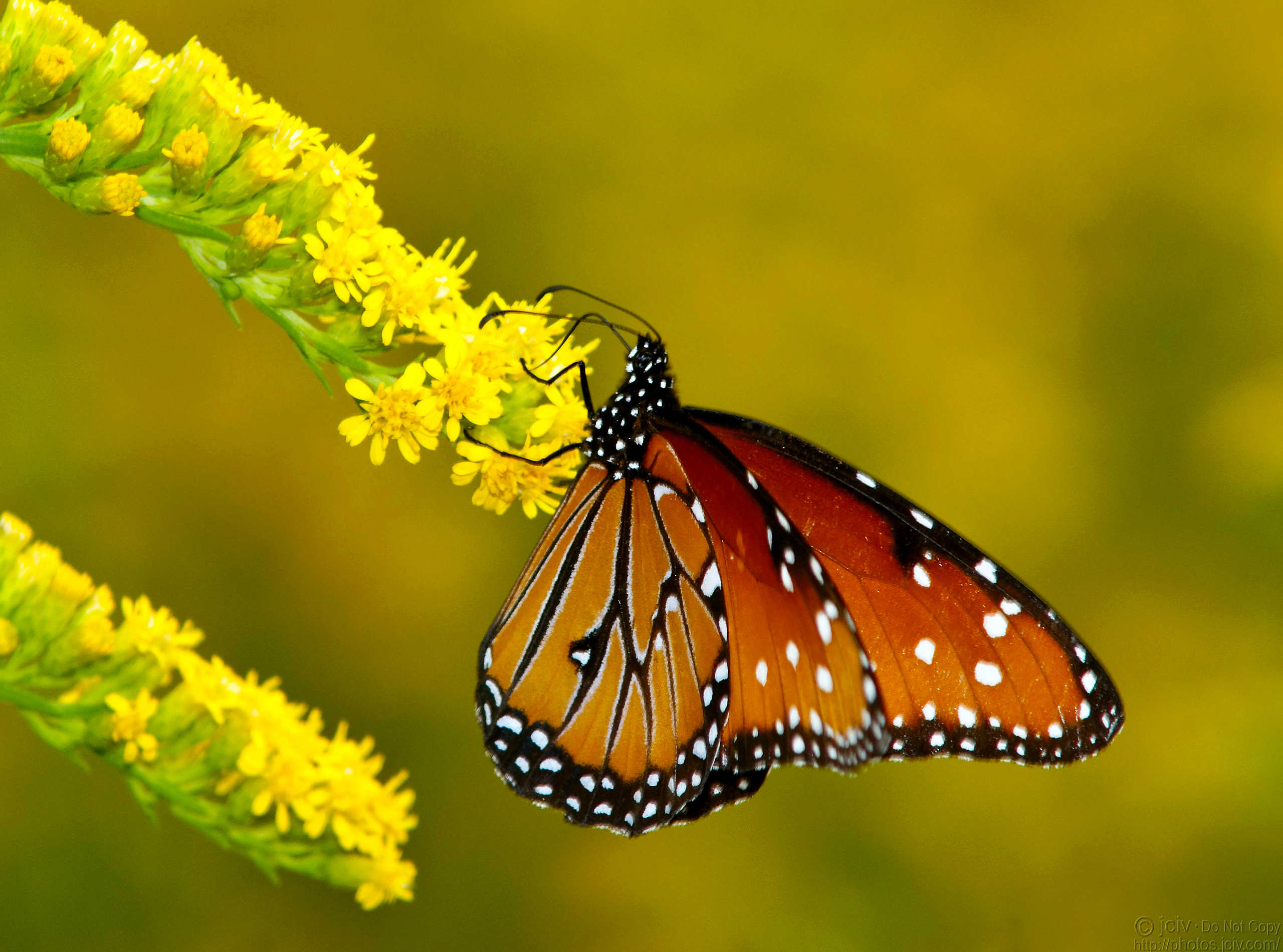 Beautiful Butterfly And Bird Wallpaper Simple Help